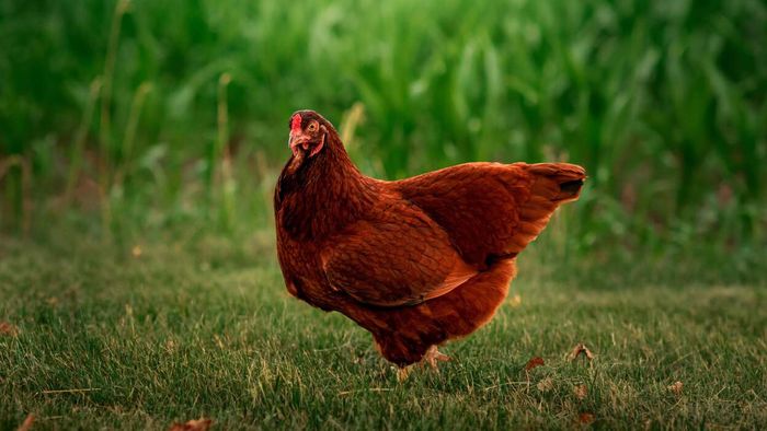 Top chicken breeds for meat production