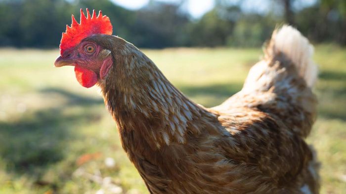 Best breeds for hassle-free chicken keeping