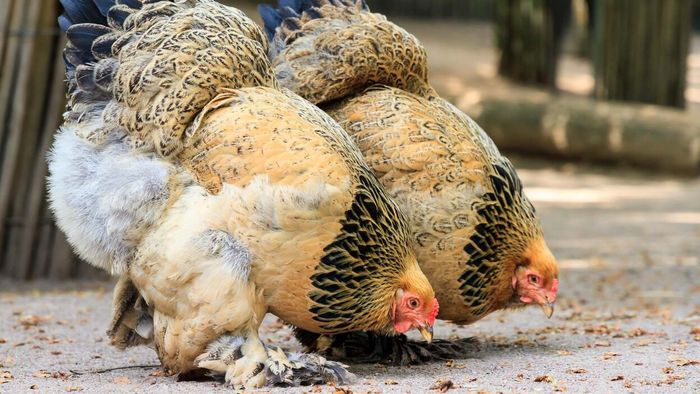 Best starter chicken breeds for new owners