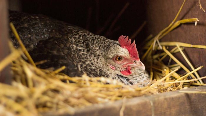 Best chicken breeds with minimal broodiness