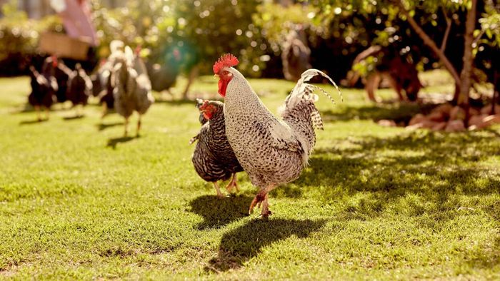 16 Ideal Chicken Breeds for Backyard Enthusiasts