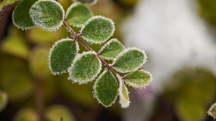 Safeguard Your Garden from the Cold