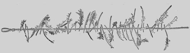 Witches' Ladder