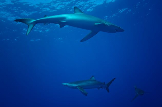 9-blue-sharks_000072124073_Small
