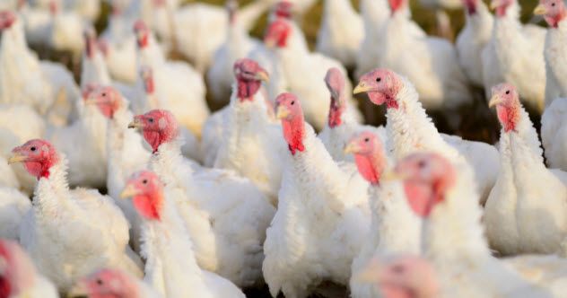 4-turkey-farm-165434404