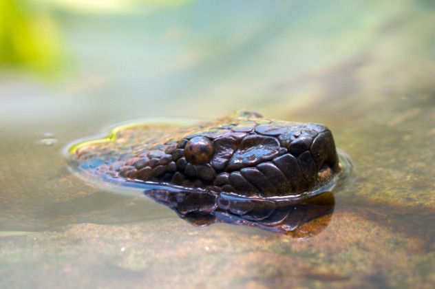 anaconda