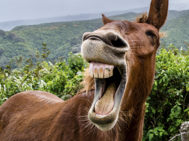 mule