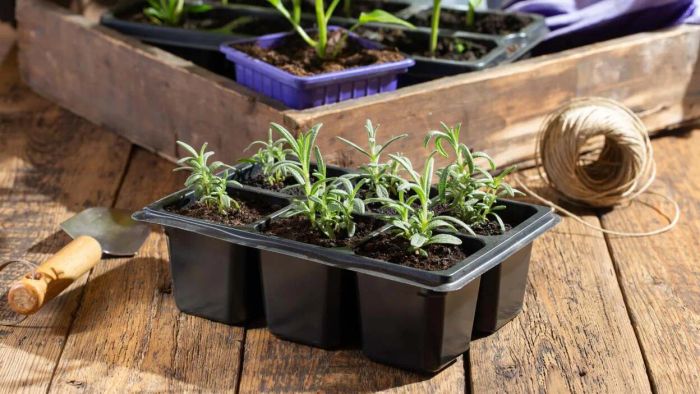 Kickstart Your Spring Garden by Growing These Seeds Indoors Now