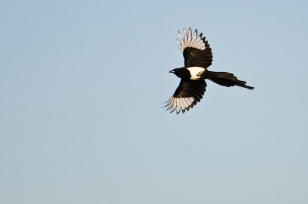magpie