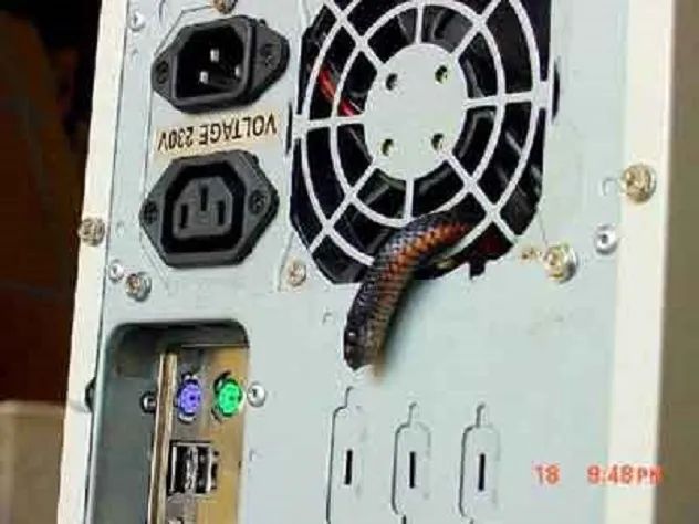 snake-in-computer1