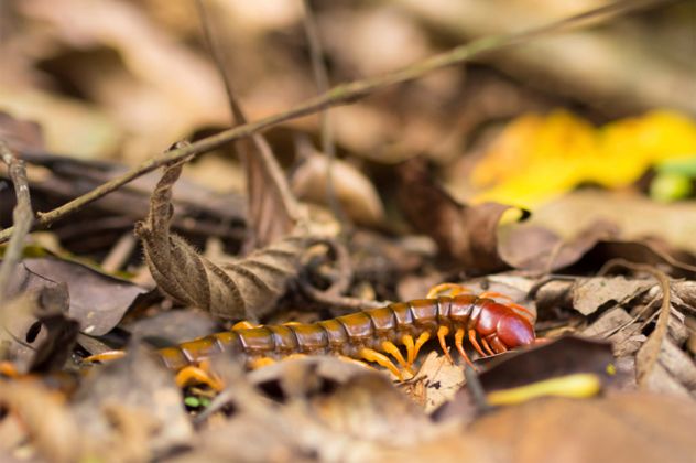 6- bug pit