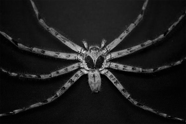 1- spider
