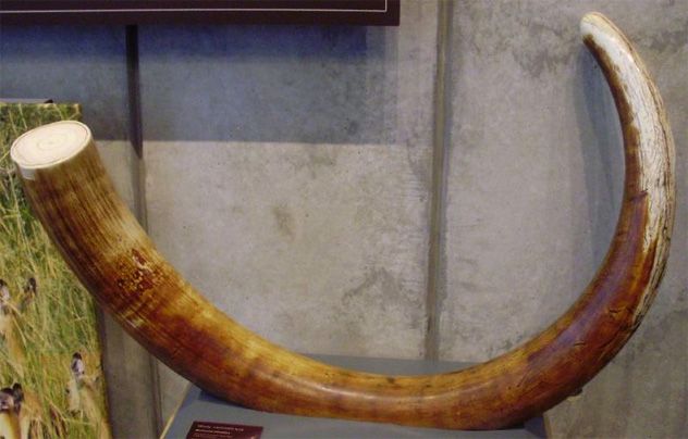 3- tusk