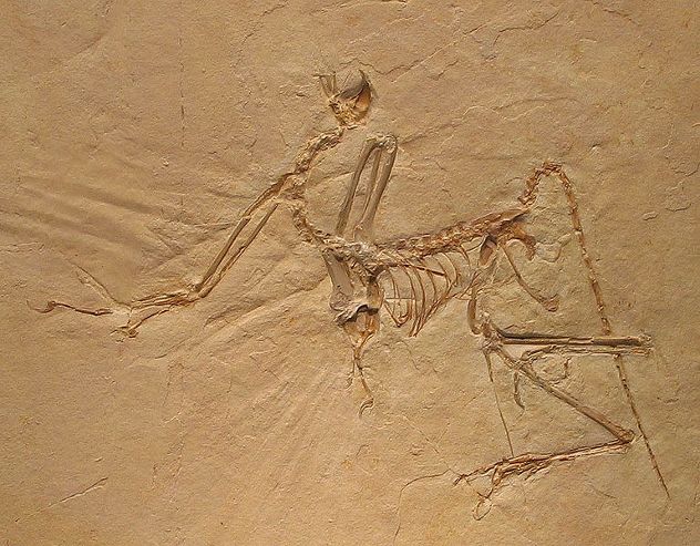 archaeoptrix