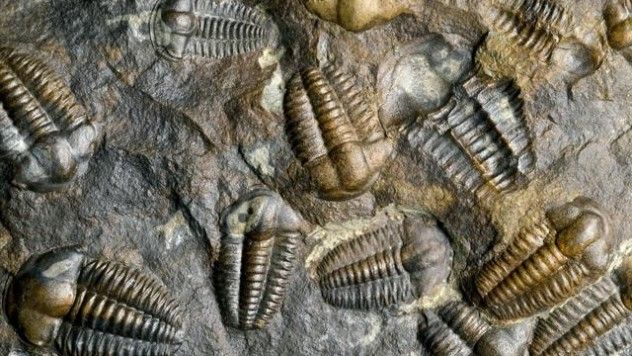 cambrian_explosion