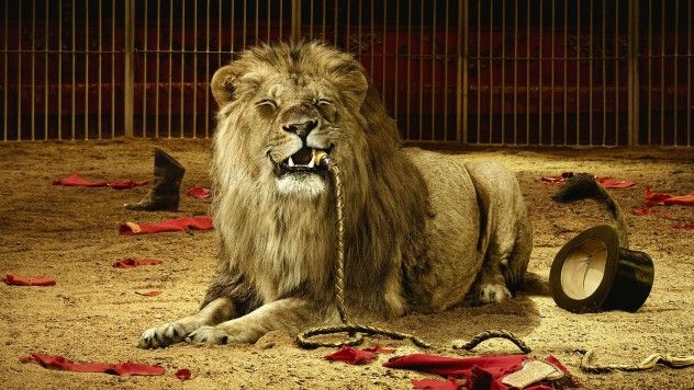 lion