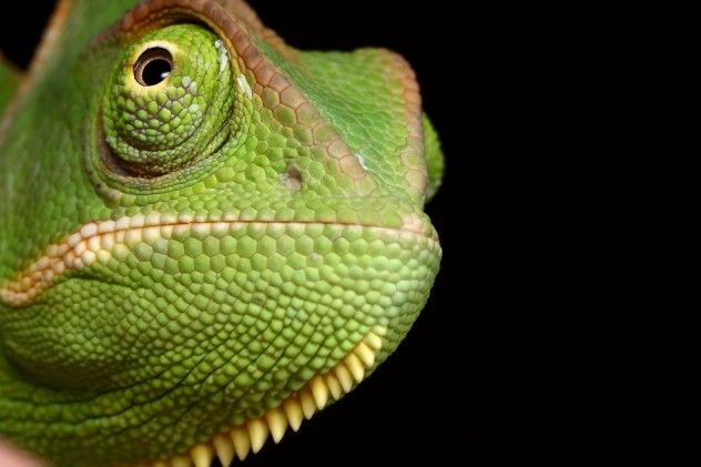 Veiled_Chameleon_yemen_4_by_macrojunkie