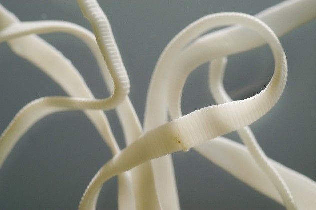 tapeworm