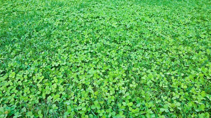 Grow a Clover Lawn That Demands Very Little Maintenance