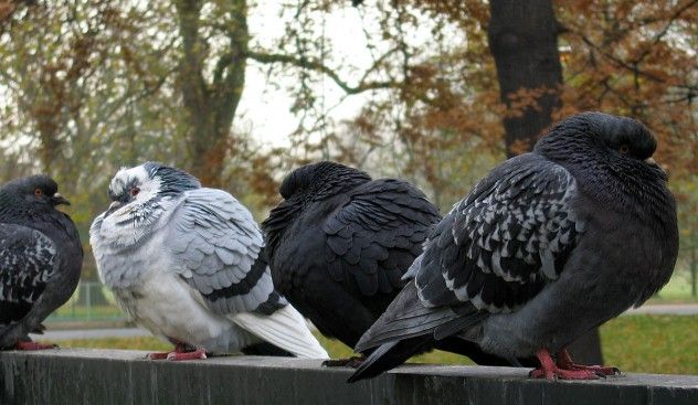 pigeons
