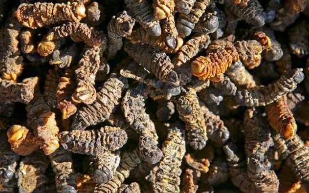 dried