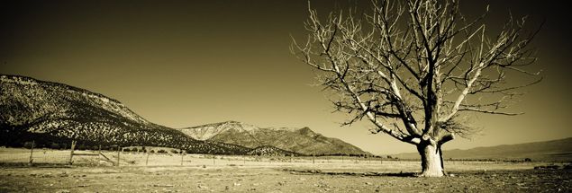 withered_tree_large