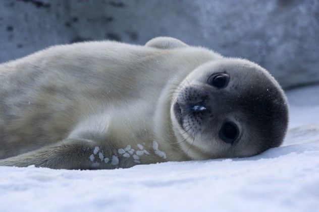 seal