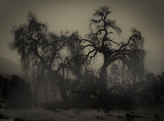 elm