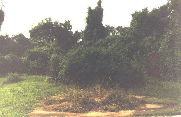 Bells Crossing Brush 1