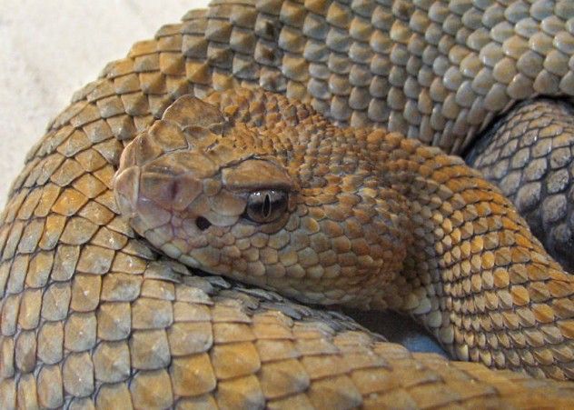 rattlesnake-encounter