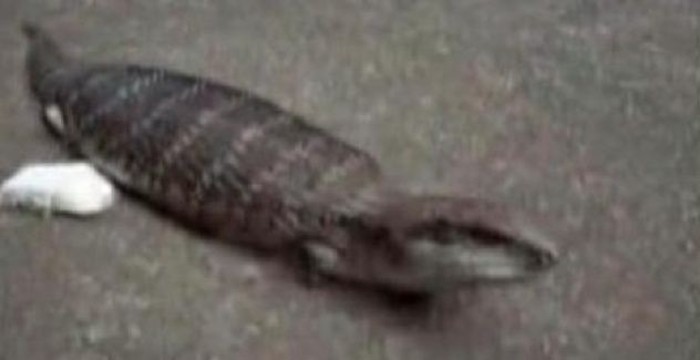Tsuchinoko 4