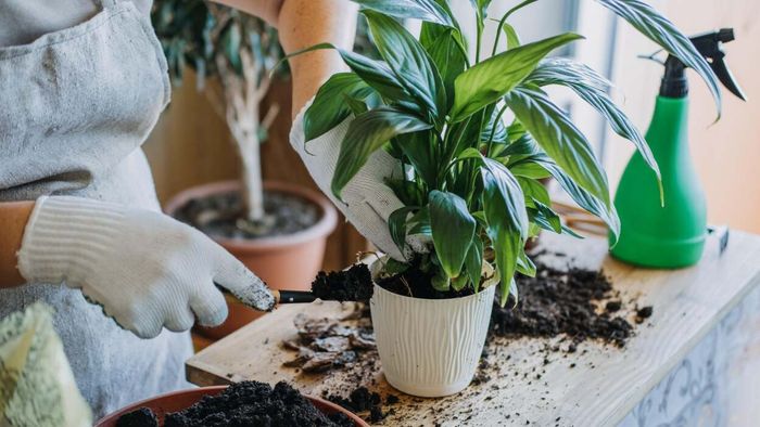 The True Cost of Maintaining Your Indoor Garden Over Time