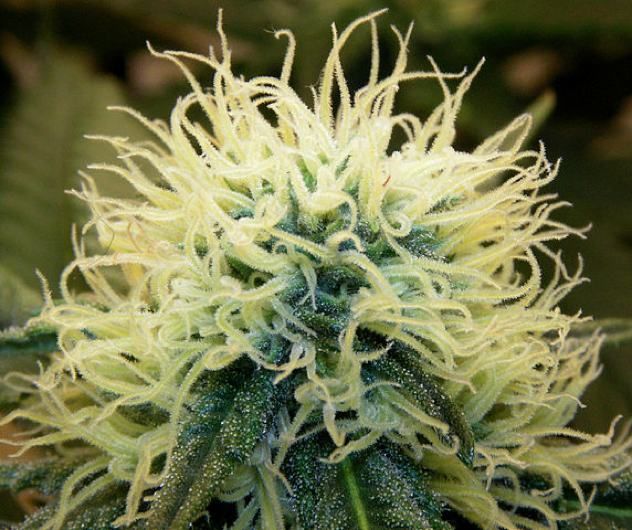 Bestcannabisstories2