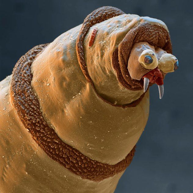 Bluebottle-Maggot 1689991I