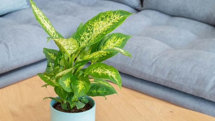 Tropic snow dumb cane