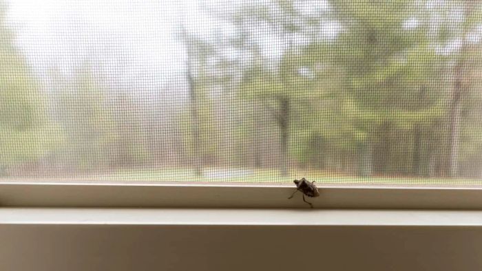 Tips to Keep Stink Bugs Away During the Fall Season