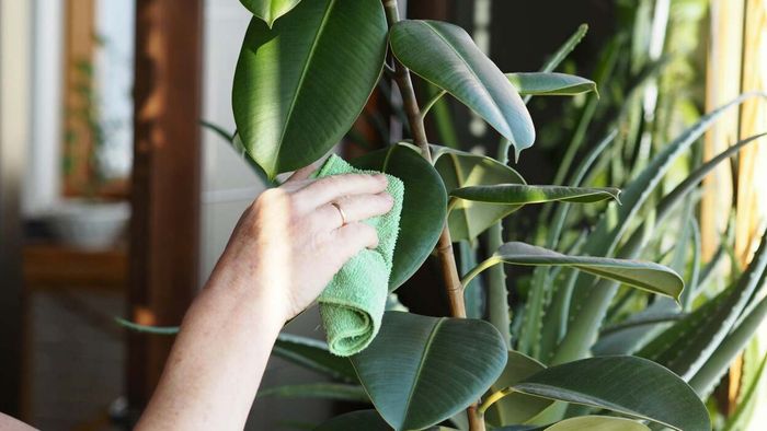 Rubber Tree