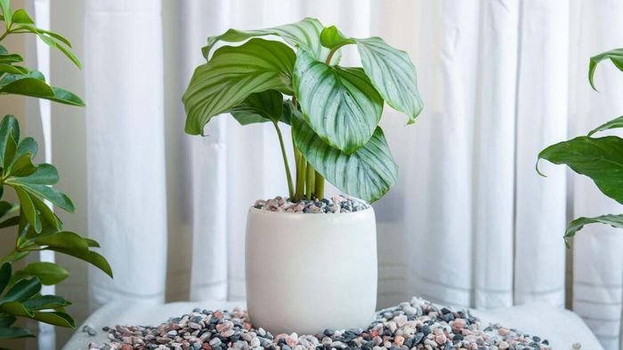 Prayer plants