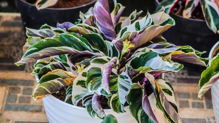 Calathea white fusion