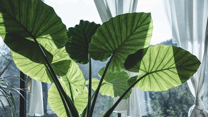 12 Houseplants with Strikingly Oversized Leaves