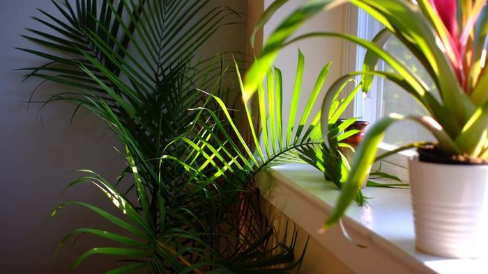 Majesty palm