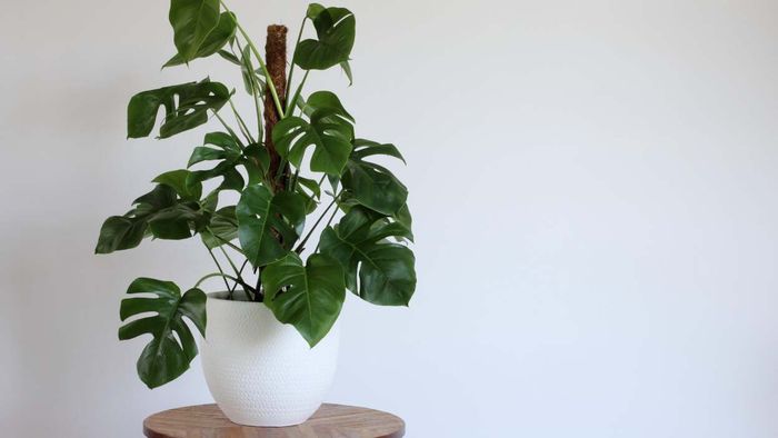 Monstera deliciosa