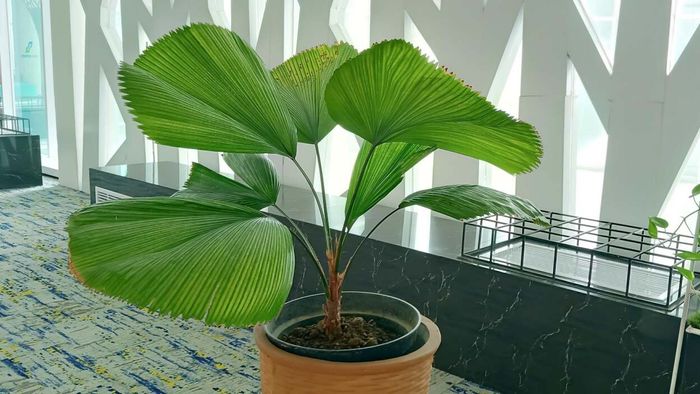 Ruffled fan palm