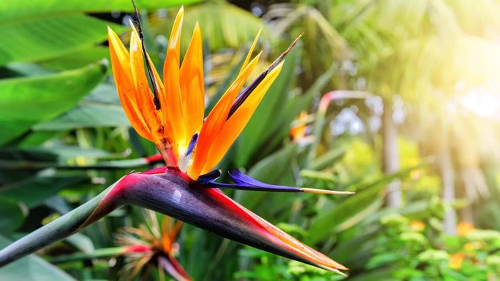 Birds of paradise