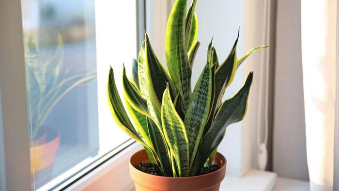 Snake plant
