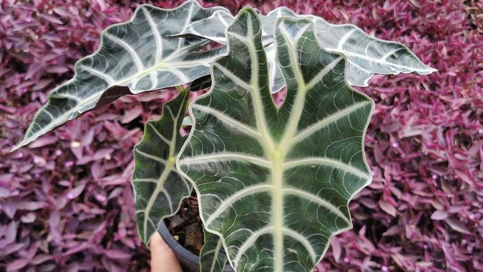African mask plant