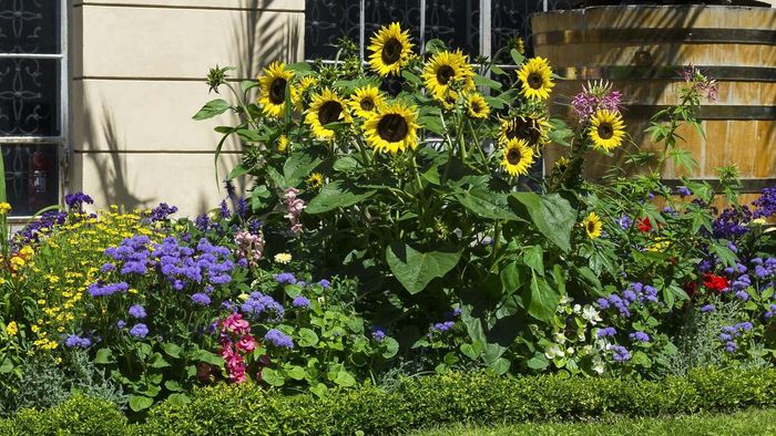 Encourage flower development