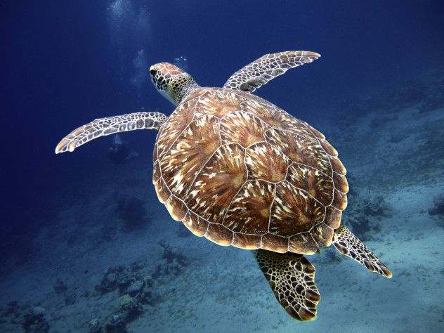 Turtle