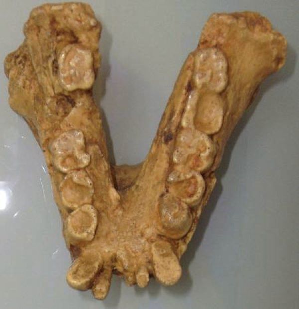 Gigantopithecus-450-465-21