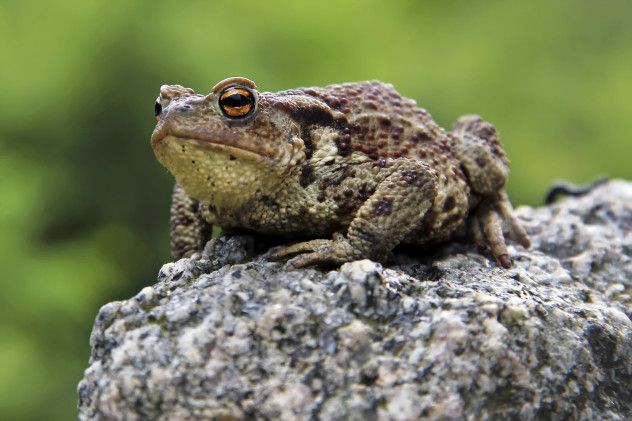 Frog
